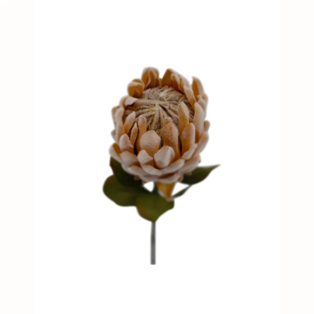 Dried Protea Small Light Peach 61cm