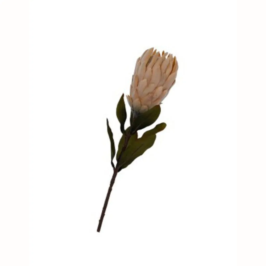 Dried Protea Small Light Peach 61cm